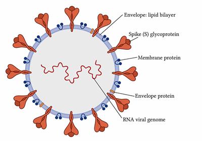 Impact of COVID-19 on Mitochondrial-Based Immunity in Aging and Age-Related Diseases